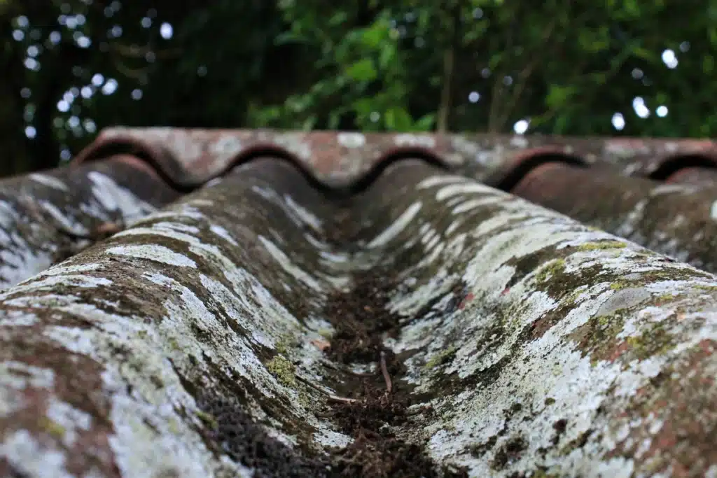 mold and moss