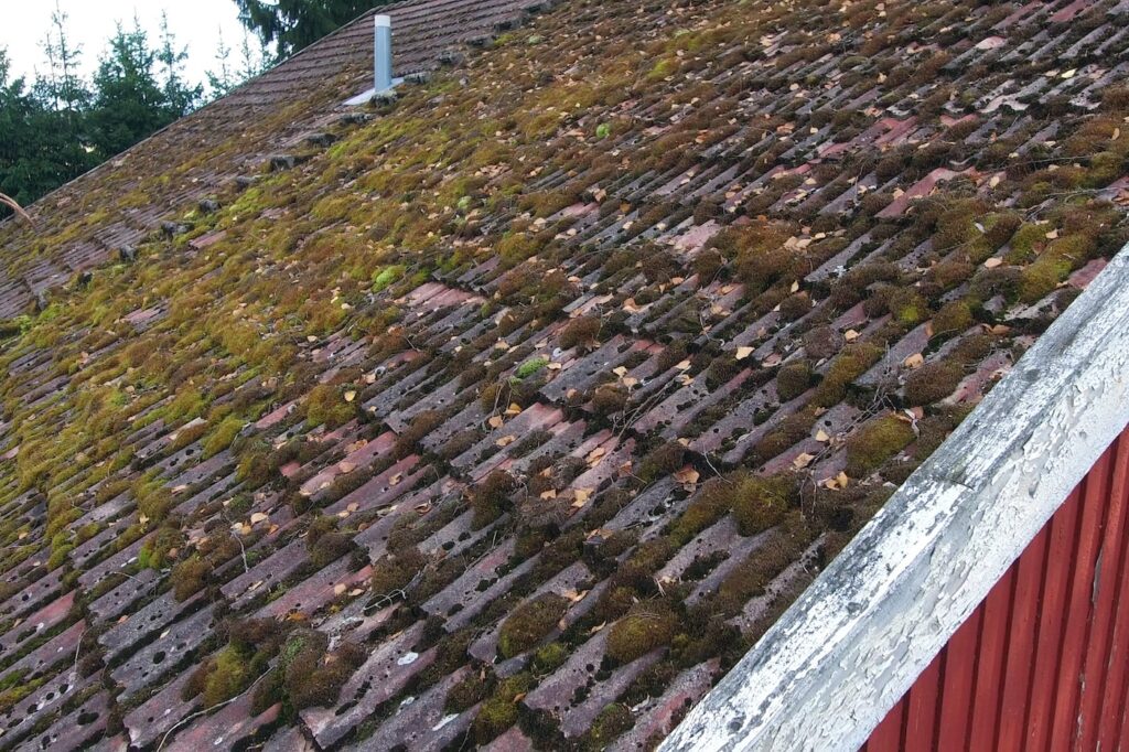 Moss on roof tiles